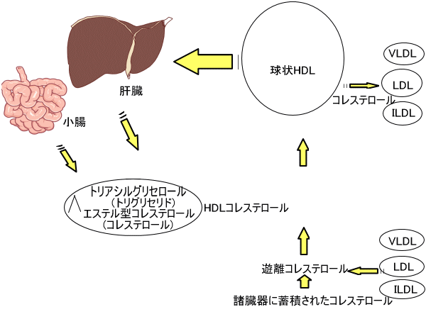 HDLRXe[